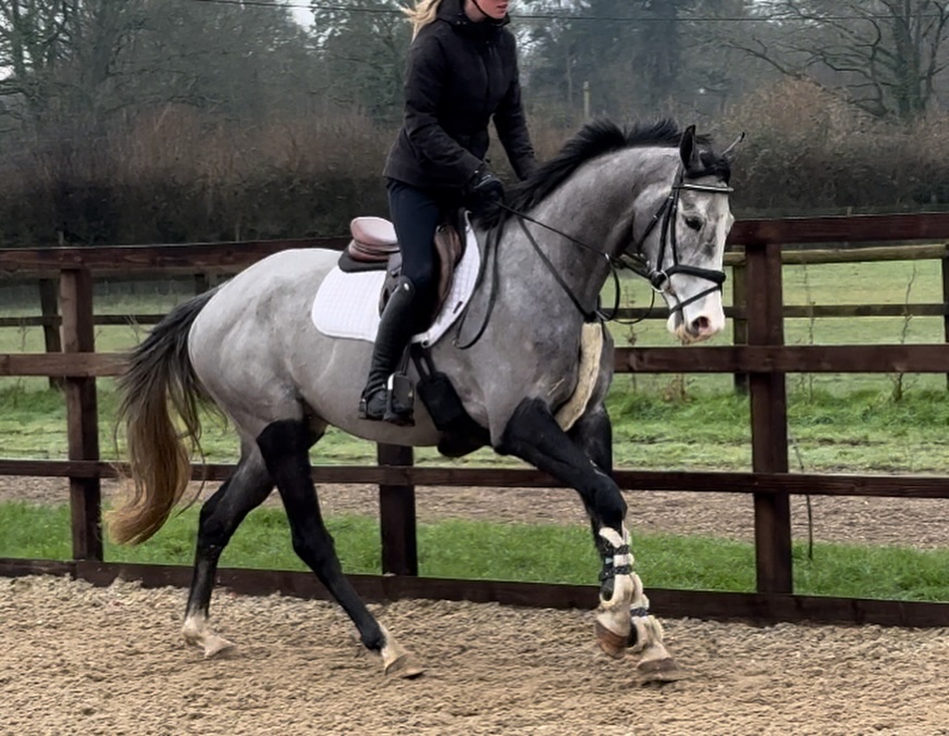 Sterling the Thoroughbred Mare